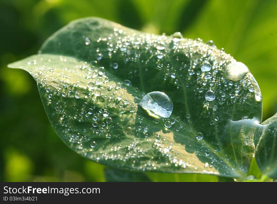 Water drops on leaf