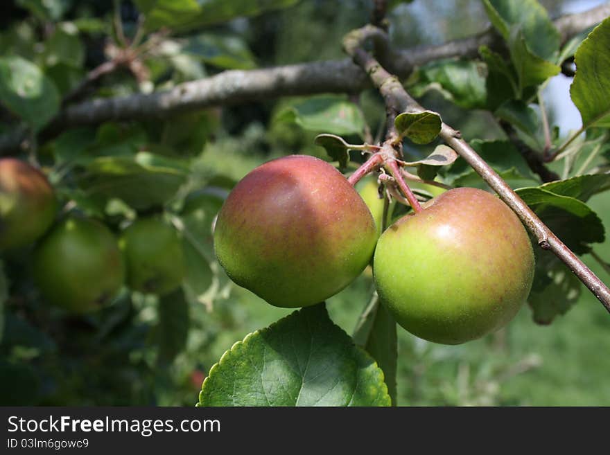 Two apples in an apple-tree. Two apples in an apple-tree