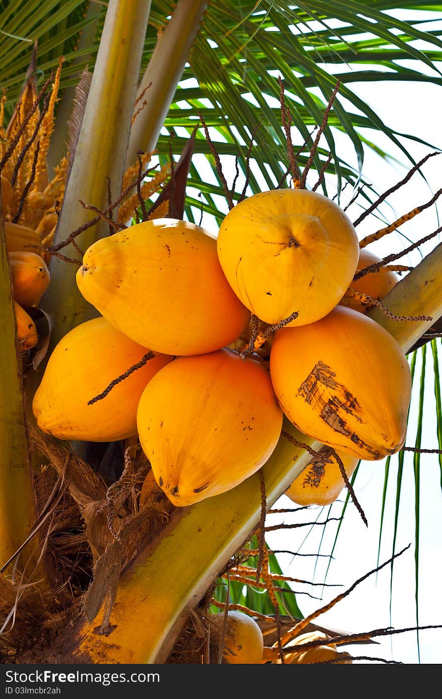 A bunch of coconut hanging on tree