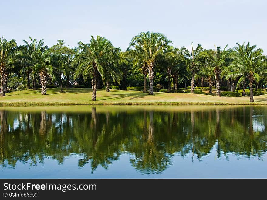 Palm tree in park on country of Thailand. Palm tree in park on country of Thailand