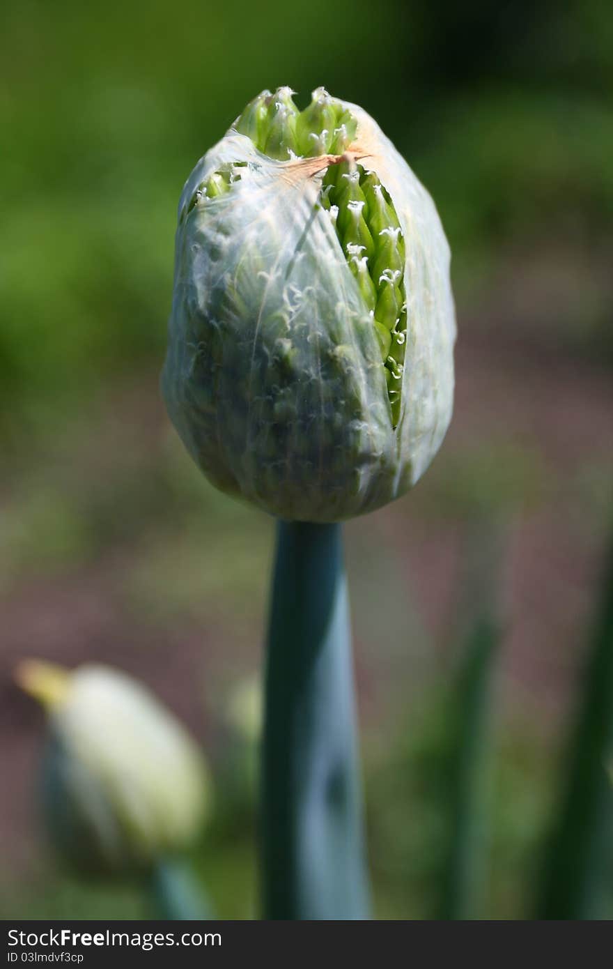 Onions flowers on a green background. Onions flowers on a green background