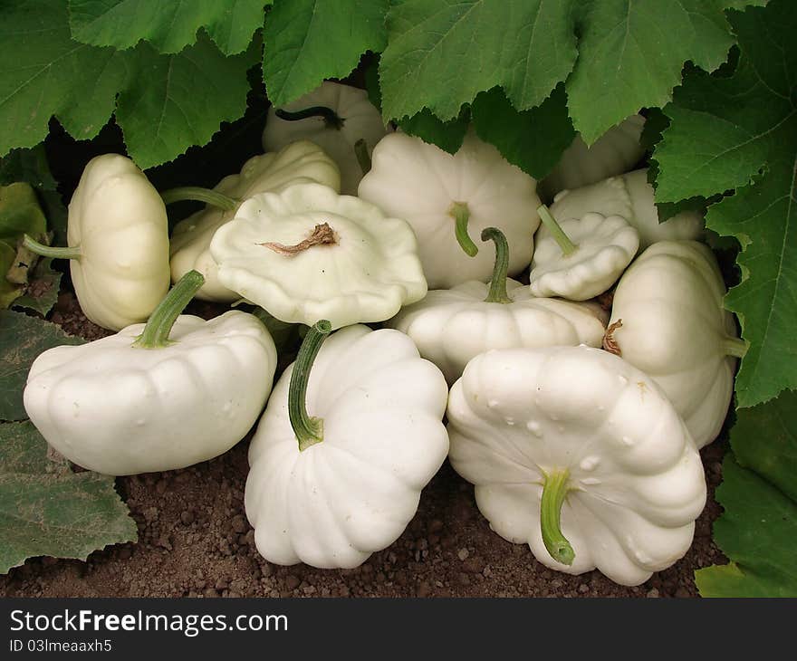 Squashes harvest