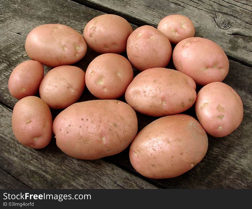 Fresh harvested pink potato tubers. Fresh harvested pink potato tubers