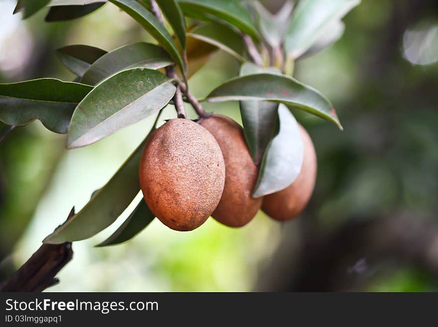 Lamut sweet fruit of Thailand