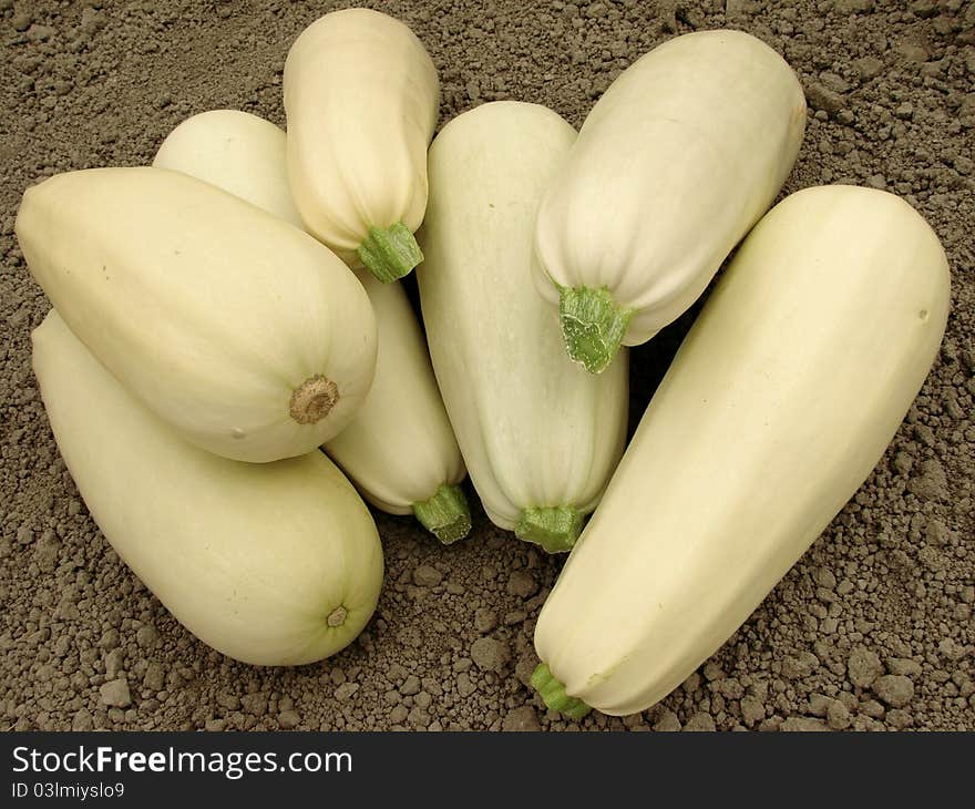 Marrows harvest