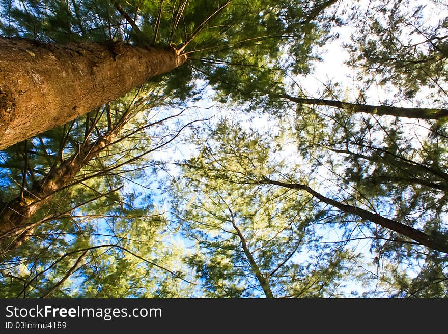 Beautiful of appearance of pine tree