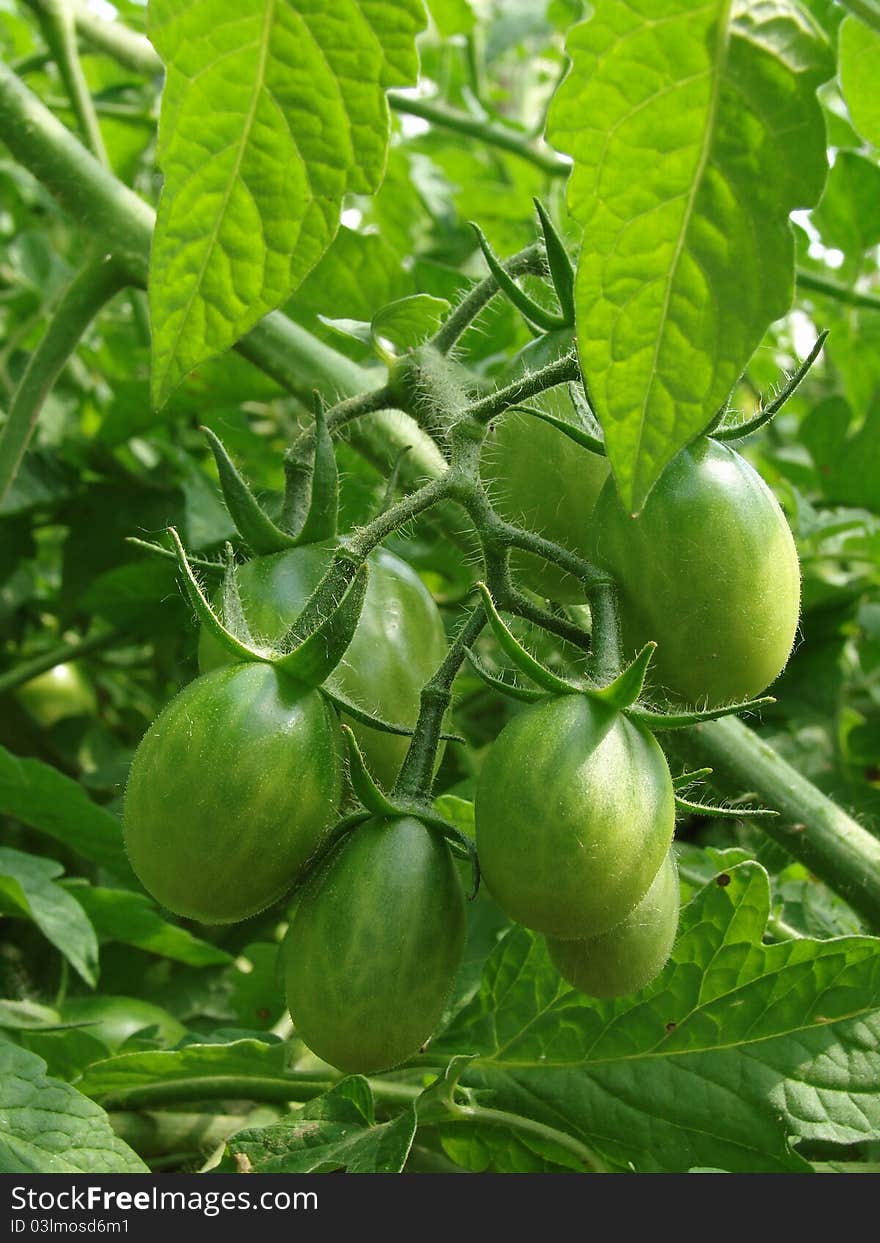 Bunch Of Green Tomatoes