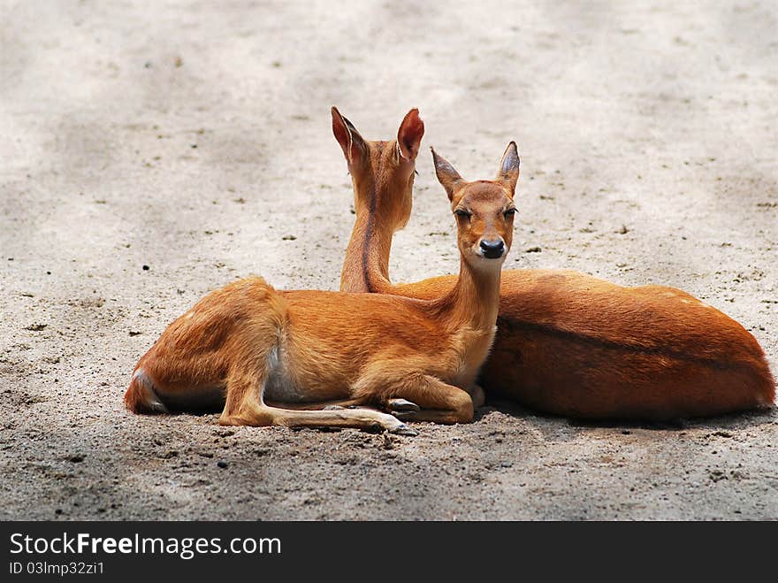 Two fawn snuggle each other.