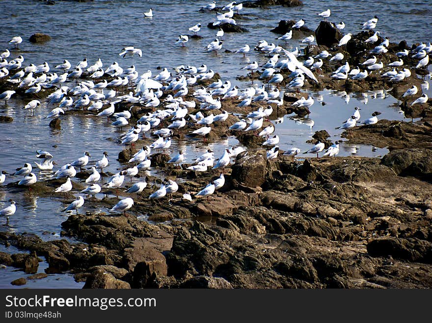 Seagulls gathering at a rocky coast of montevideo city. Seagulls gathering at a rocky coast of montevideo city