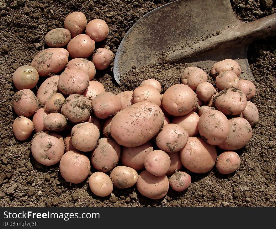 Harvested potato tubers