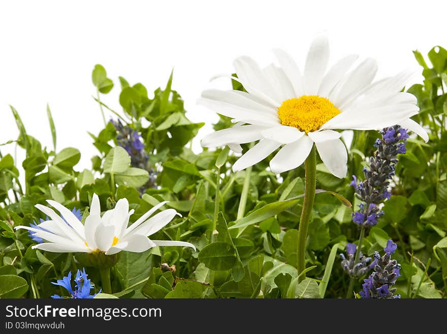 Daisy flowers with white background. Daisy flowers with white background