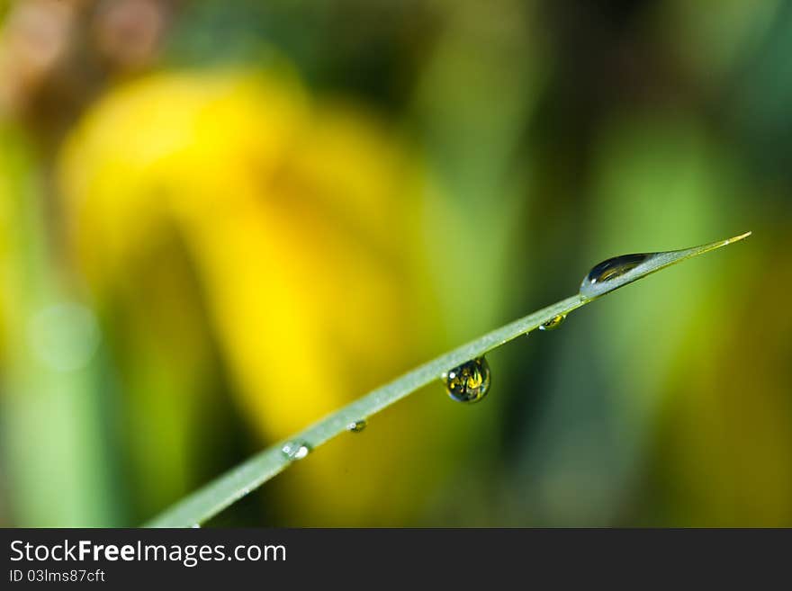 Water Drops