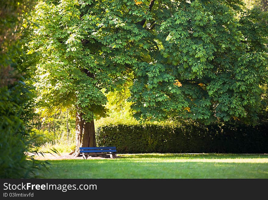 Beautiful morning light in the park. Beautiful morning light in the park