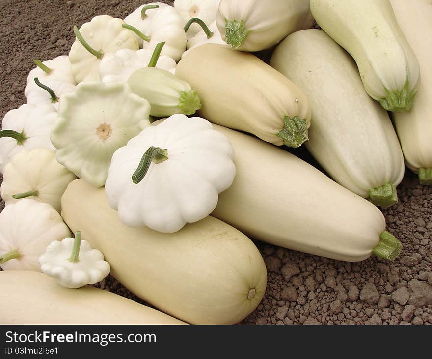 Squashes harvest