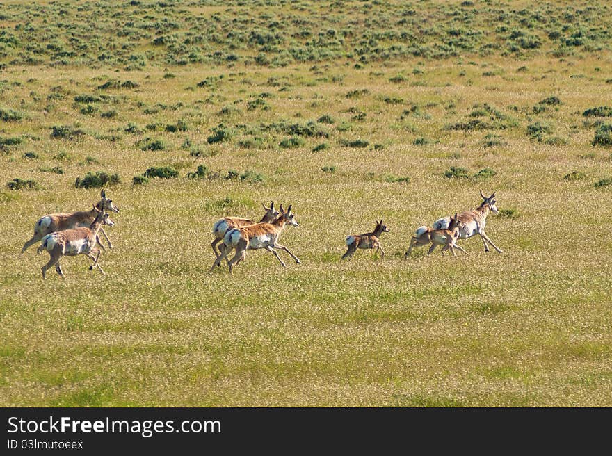 Running herd of pronghorn antelope