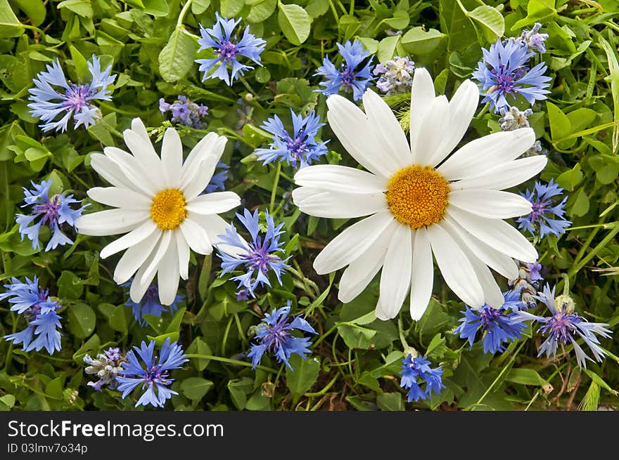 Daisies and other flowers in a garden. Daisies and other flowers in a garden