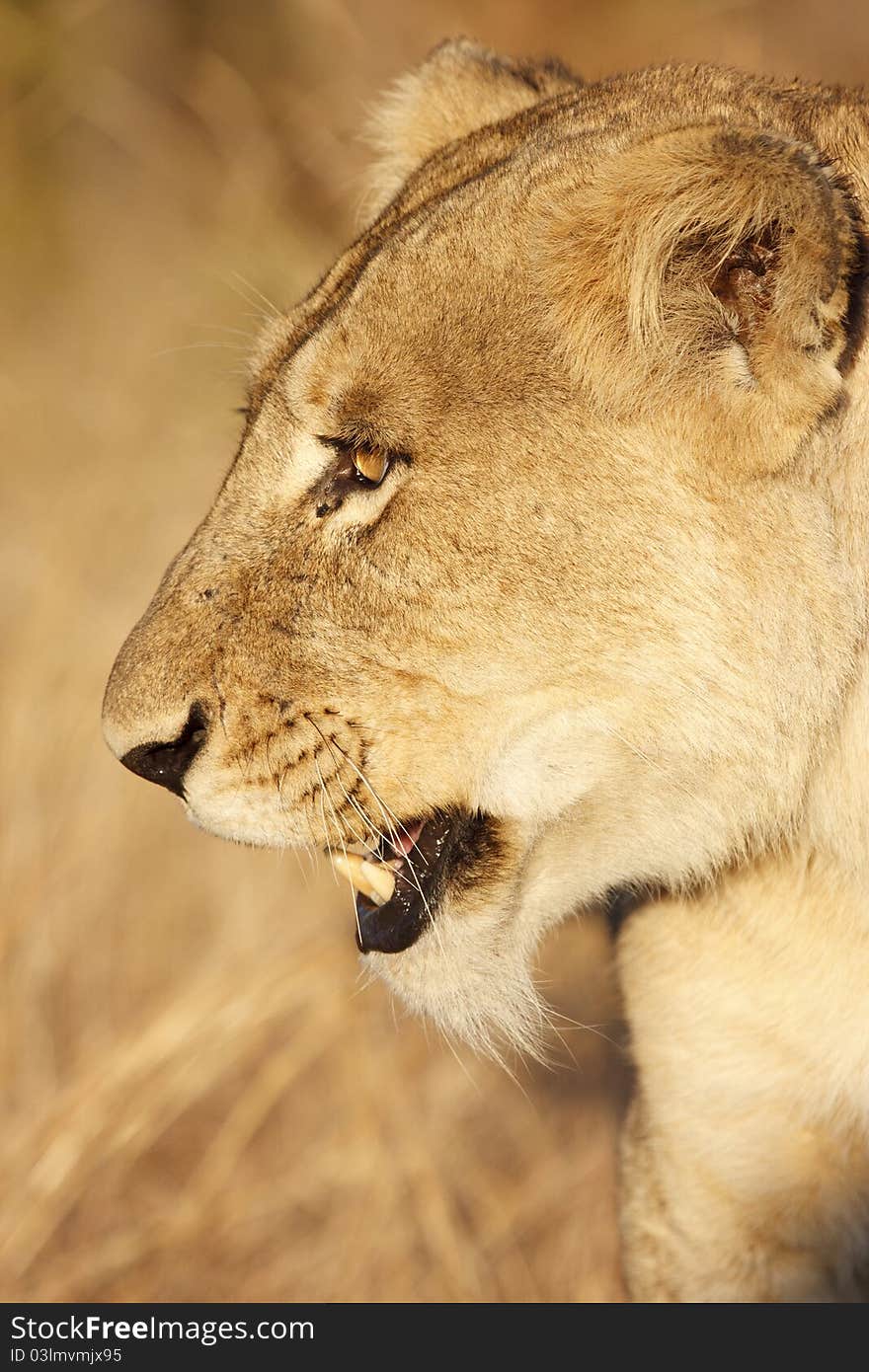 A lion looks off into the distance.