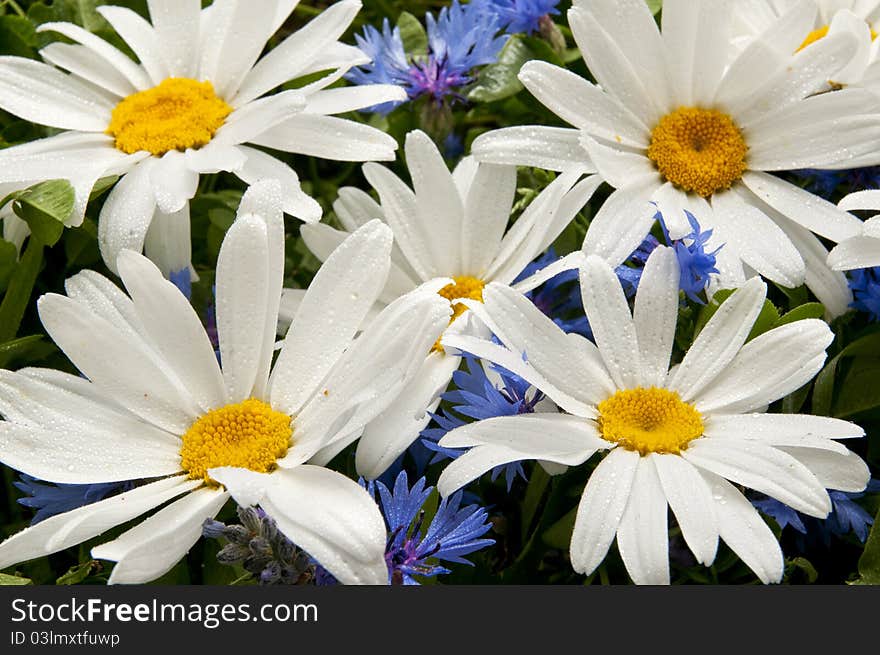 Daisies