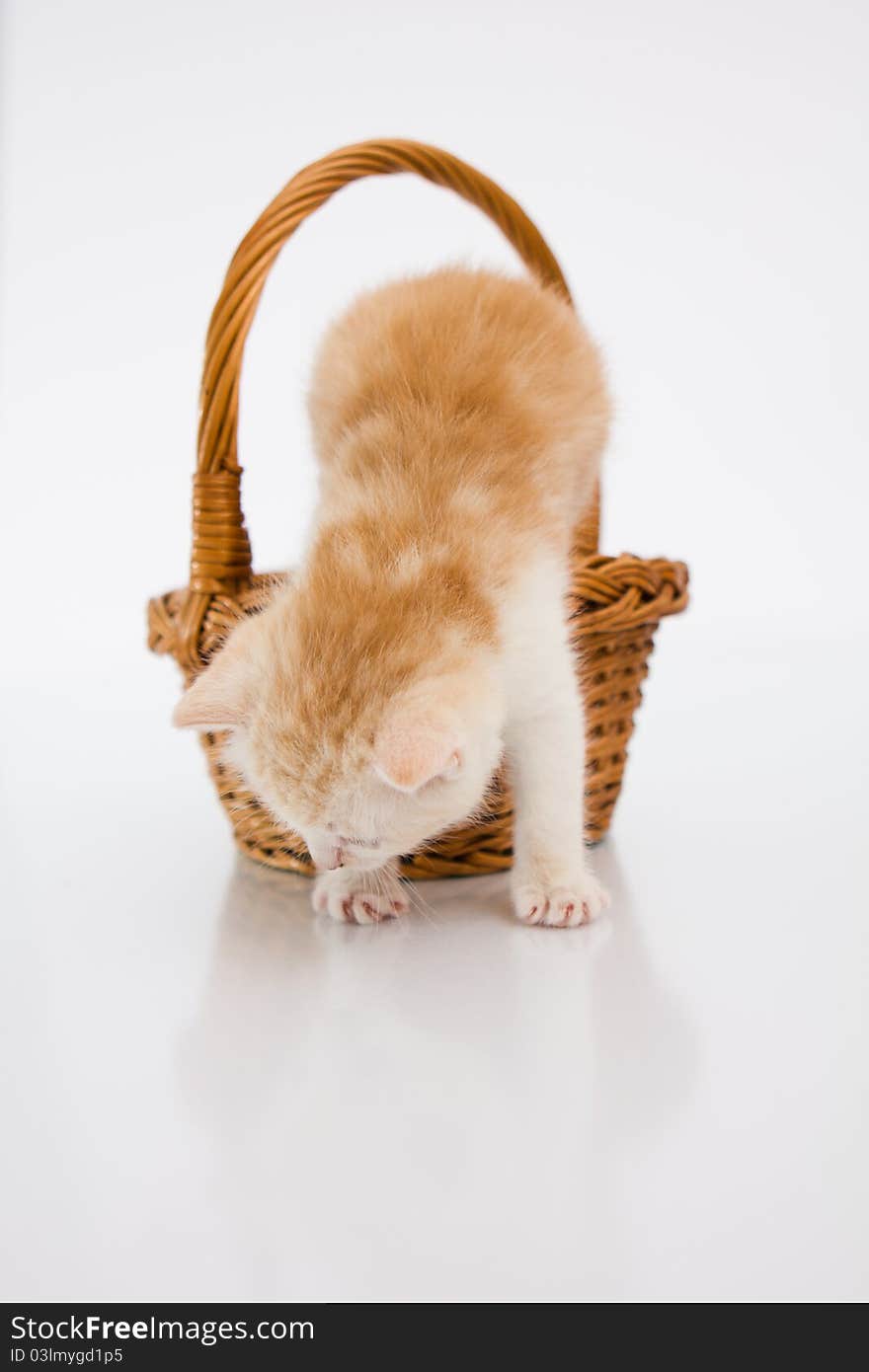 Cat in a basket