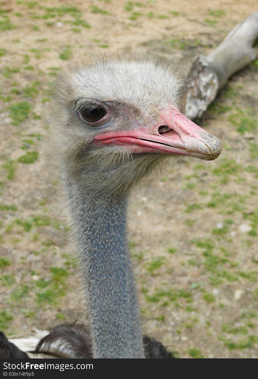 Ostrich head watching in zoo Jihlava in Czech republic