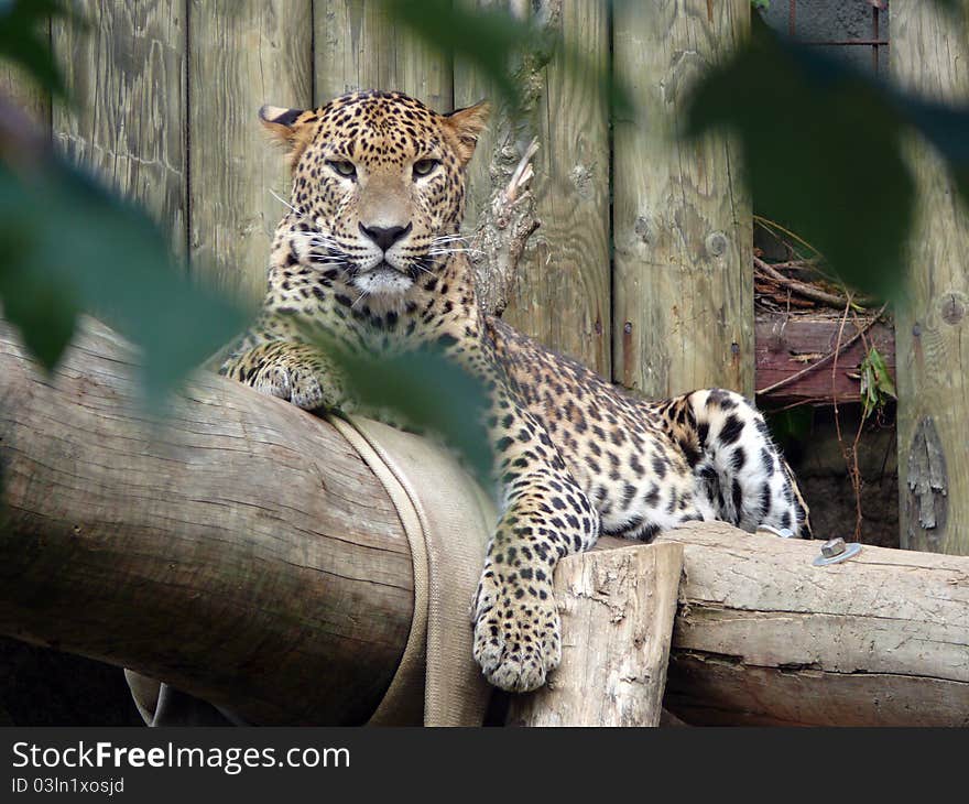 Look of leopard (Panthera pardus saxicolor) in zoo in czech republic