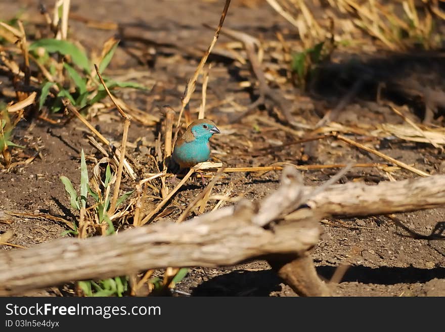 Blue Waxbill (Uraeginthus angolensis)