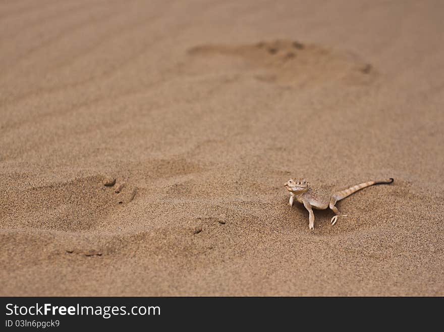 Lizard on a sand