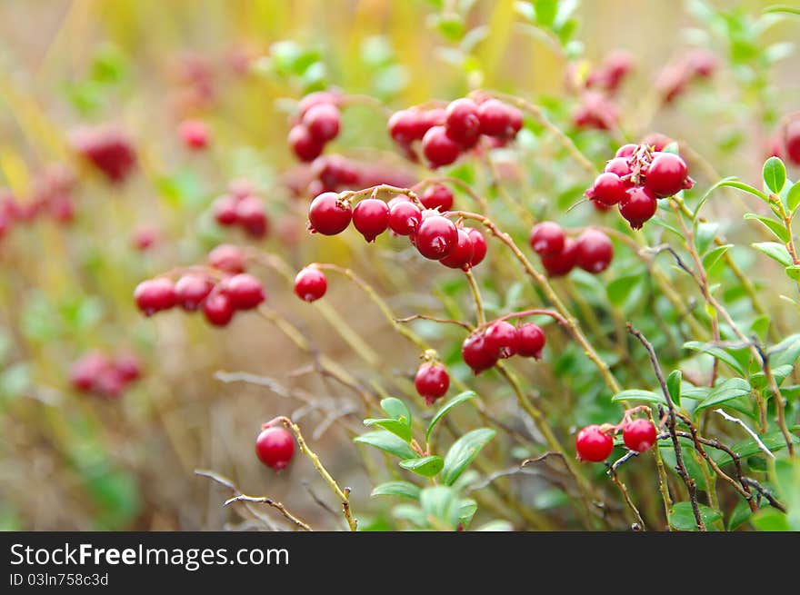 Big ripe cranberries in the autumn forest. Big ripe cranberries in the autumn forest