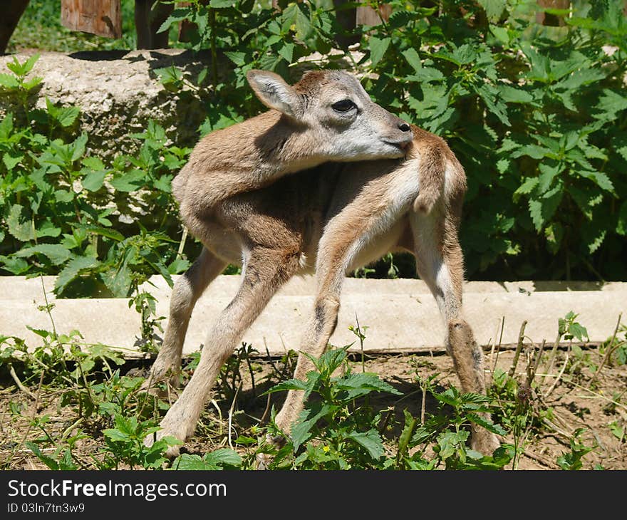 Little young mouflon (Ovis musimon)