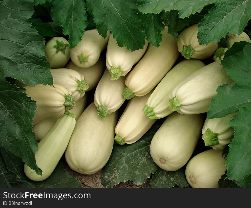 Marrows harvest