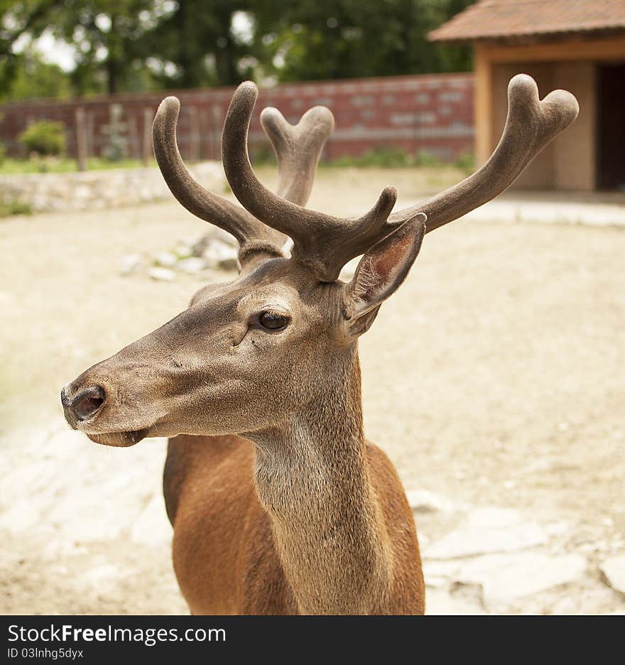 Deer