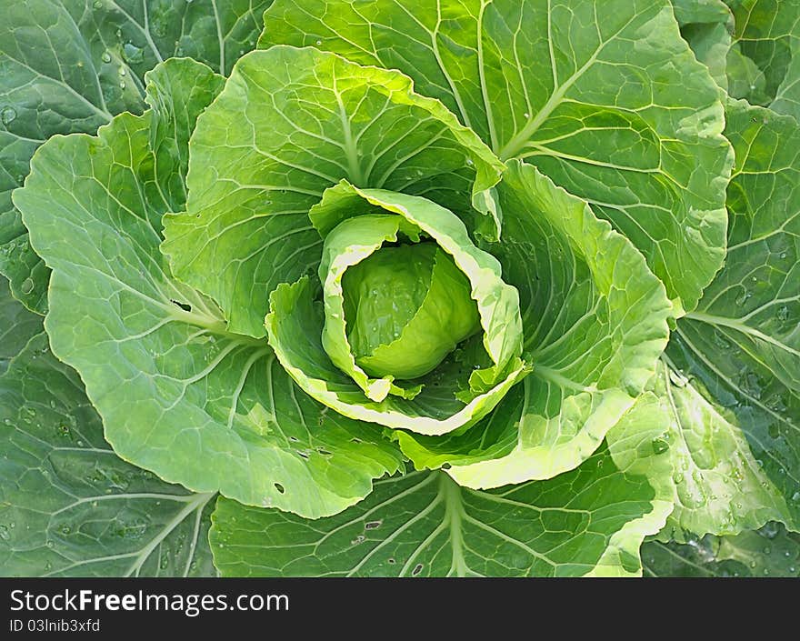 Green cabbage. Cabbage in the garden. Green succulent leaves of cabbage. A head of cabbage.