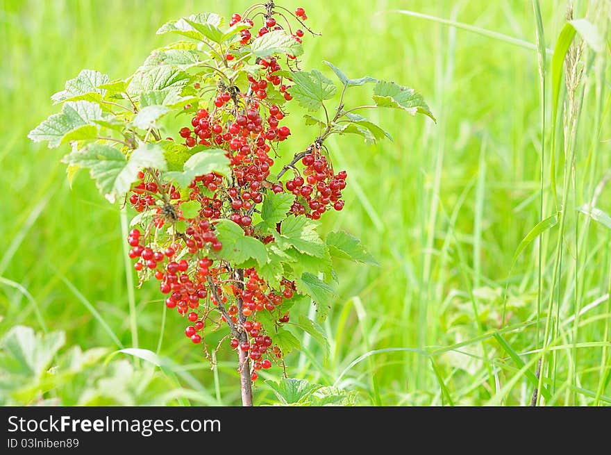 Redcurrant