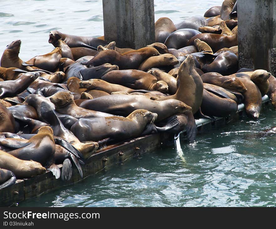 Seal colony on wharf