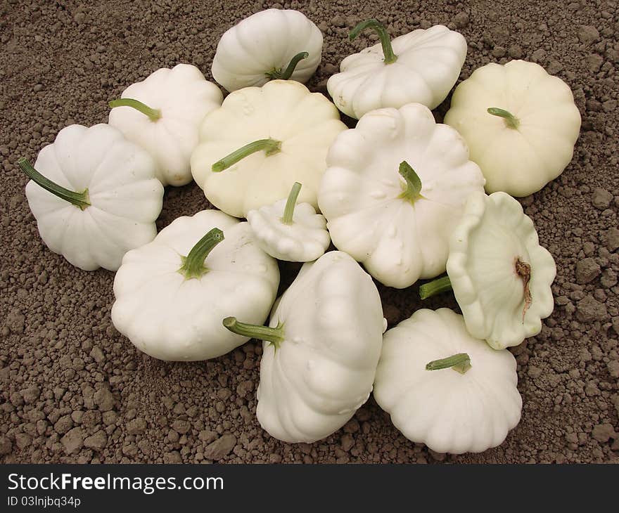 Squashes harvest on the ground