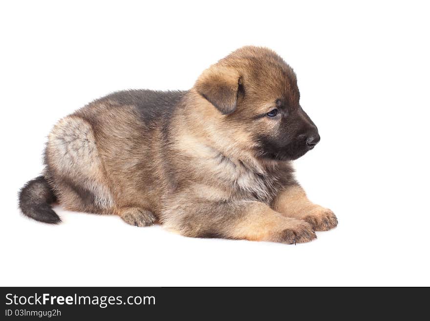 German sheep-dog puppy isolated on white background. German sheep-dog puppy isolated on white background