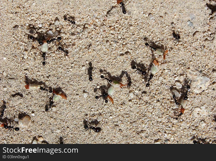 Working Ants