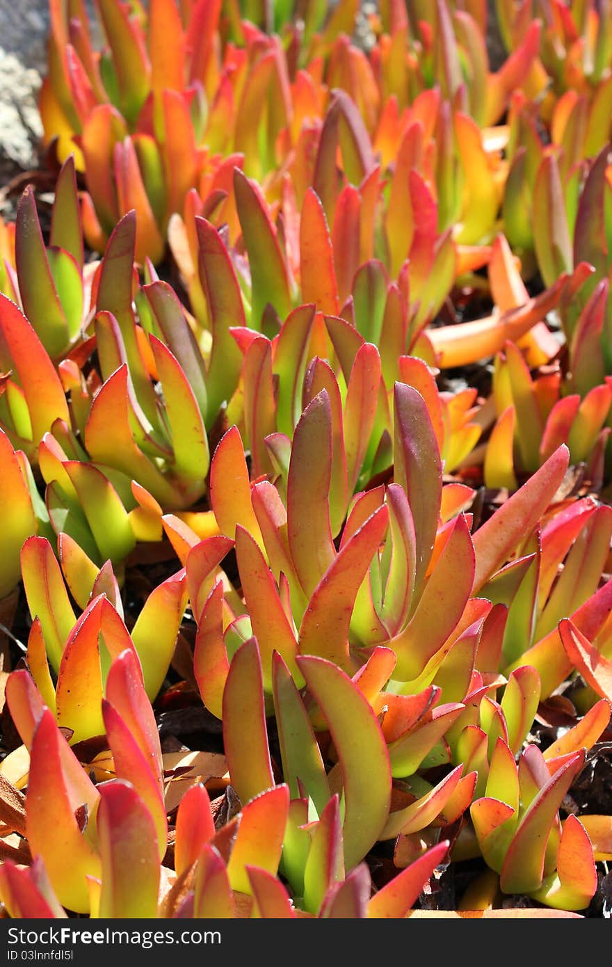 Close up of Orange Green Plants