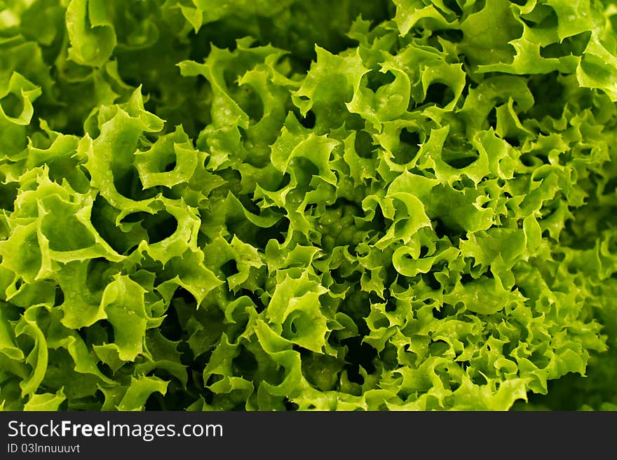 Full frame close up photo of green lettuce - for background or texture. Full frame close up photo of green lettuce - for background or texture