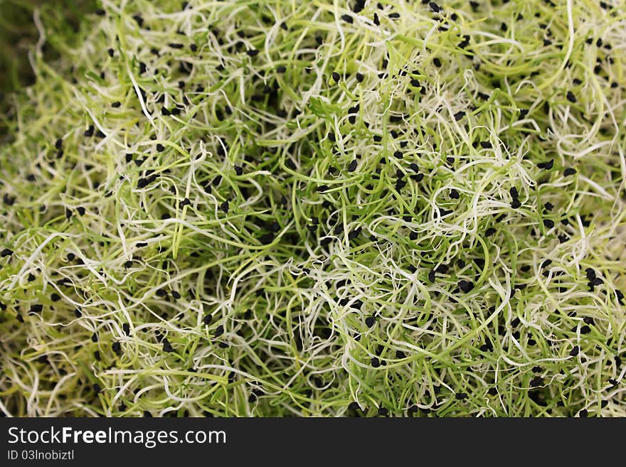 Close up of Fresh Sprouts