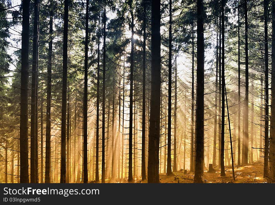 Misty Landscape In Forest