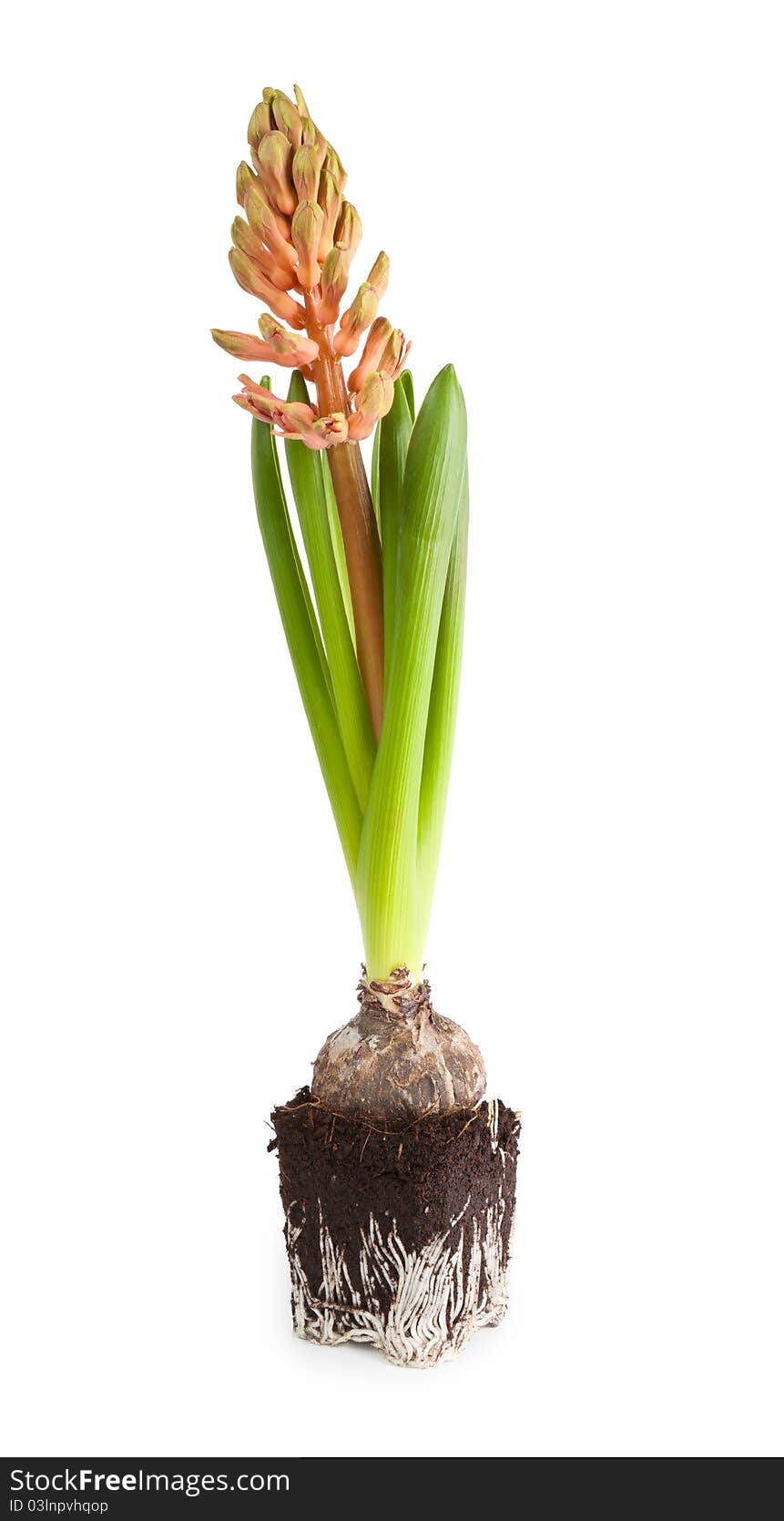 Spring flower pink hyacinth on white background