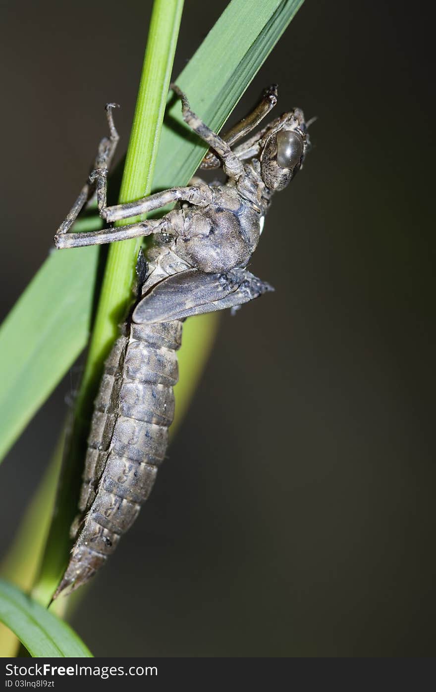 An empty shell of dragonfly skin left in last molting.