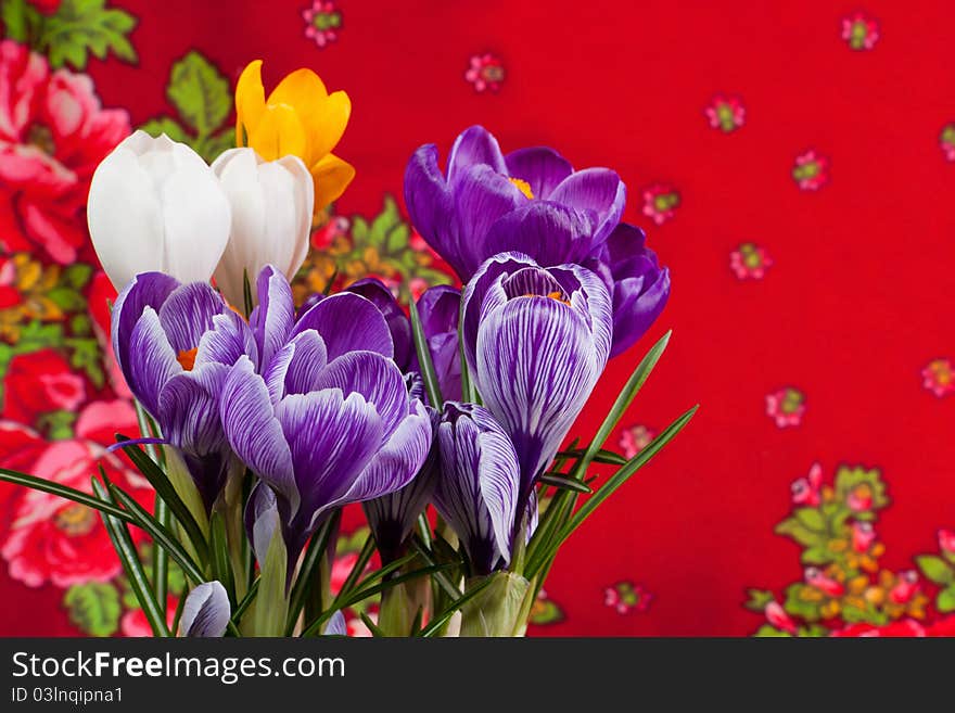 Crocus close up on red background