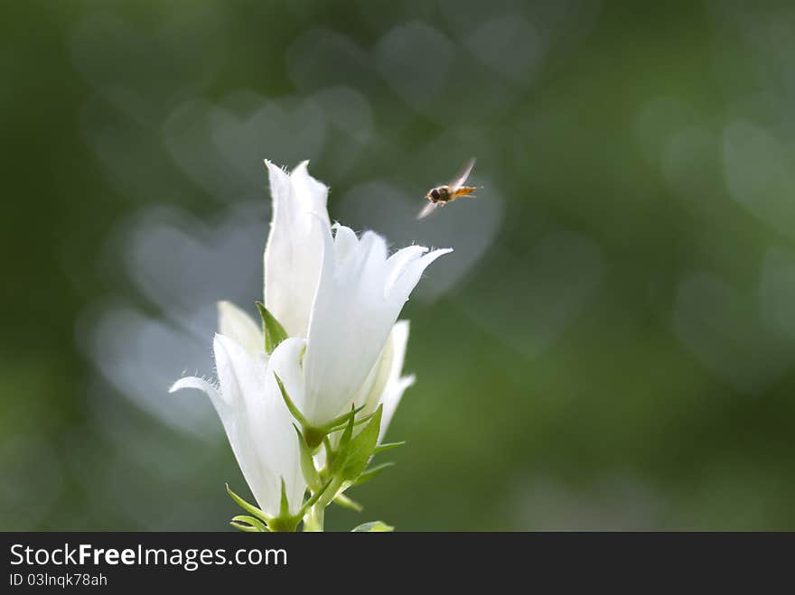 White bell and the bee on green background with heart bokeh