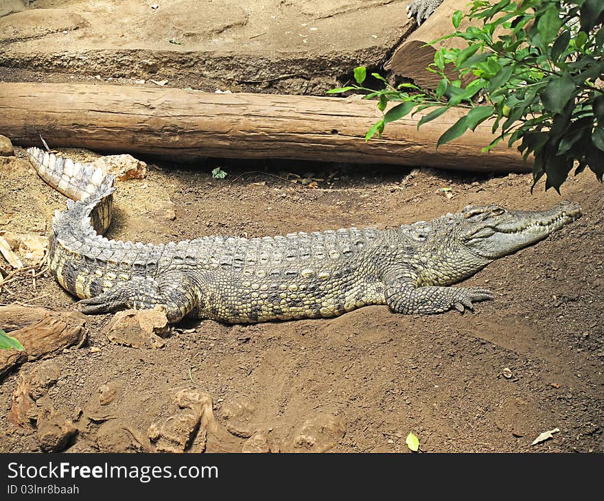 Crocodile