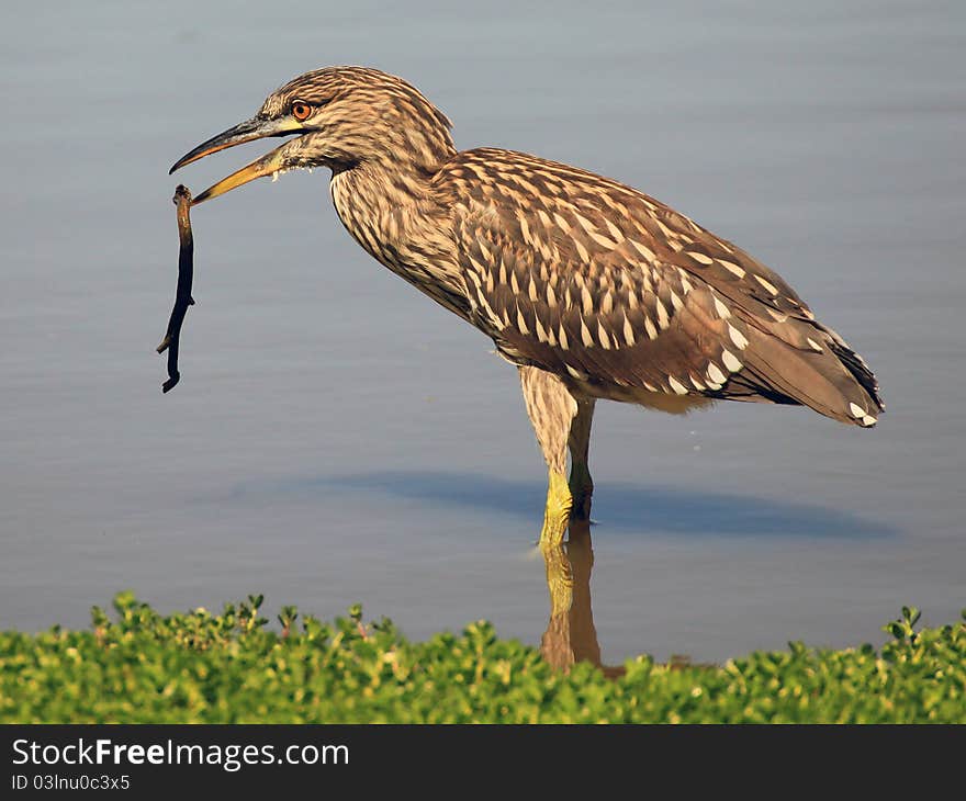 Immature Blue Heron playing with a twig on the lakeshore. Immature Blue Heron playing with a twig on the lakeshore