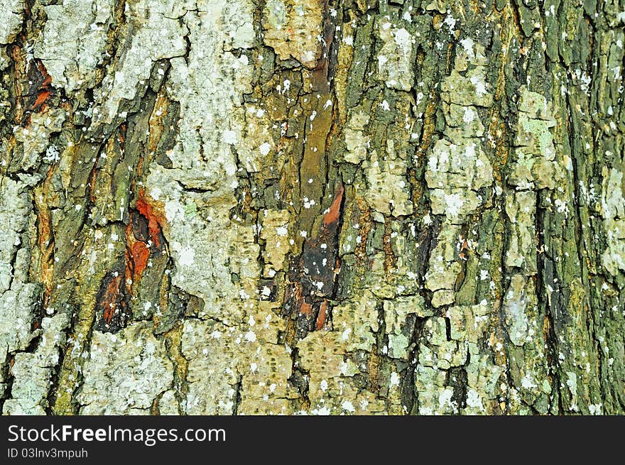 Closeup View Of The Textured Bark Of A Tree Trunk