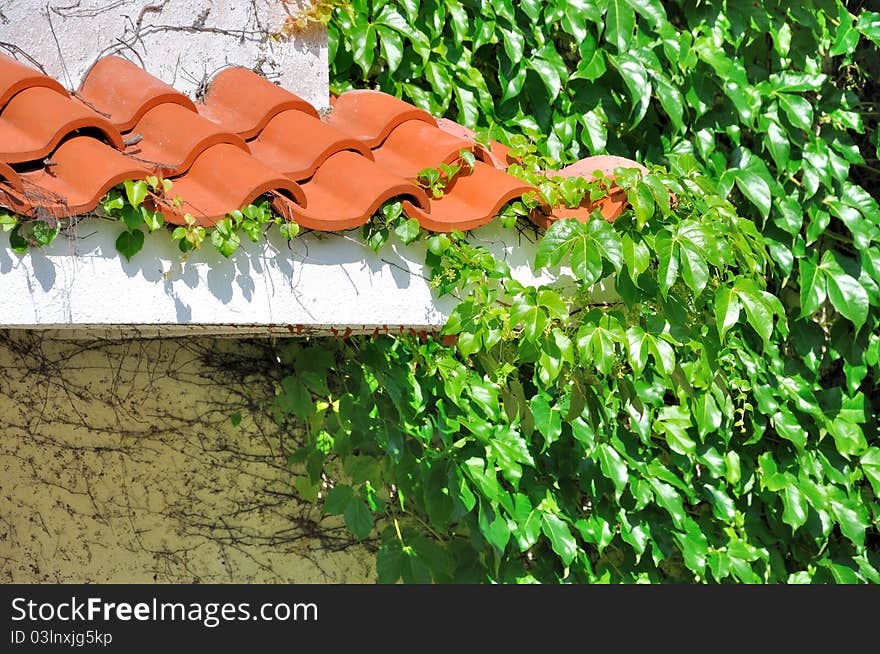 Eave Of Architecture And Green Leaves Cover