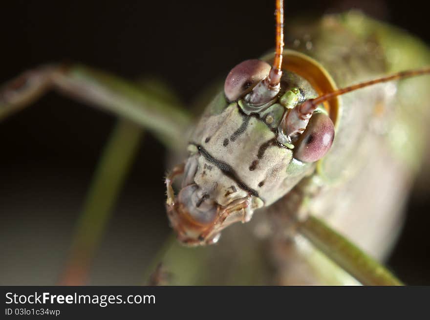 A macro photography of grasshoppers. A macro photography of grasshoppers.